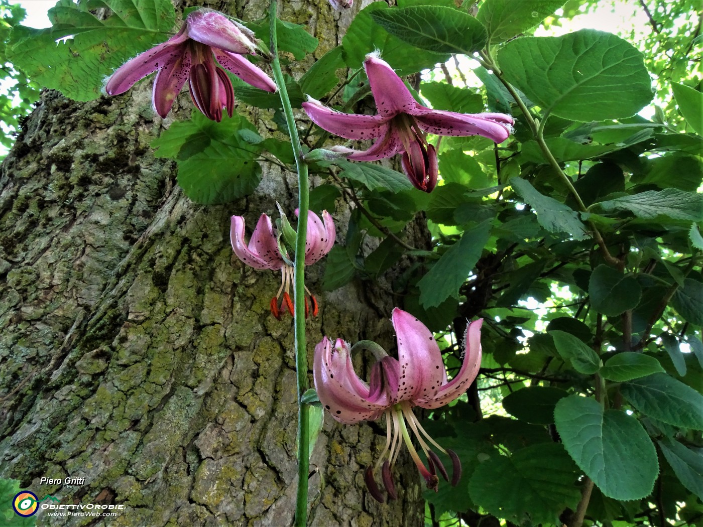 22 Lilium martagon (Giglio martagone).JPG